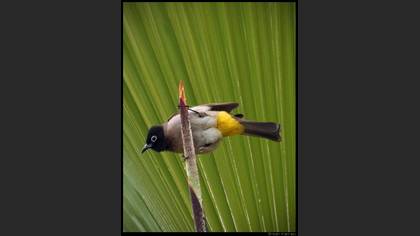 Arapbülbülü » White-spectacled Bulbul » Pycnonotus xanthopygos
