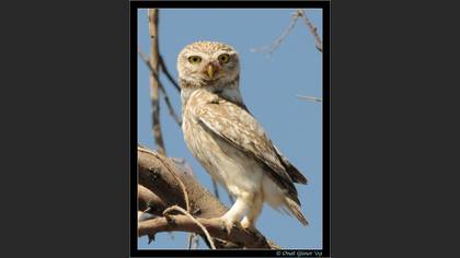 Kukumav » Little Owl » Athene noctua