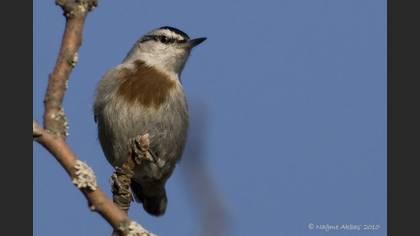 Anadolu sıvacısı » Krüper`s Nuthatch » Sitta krueperi
