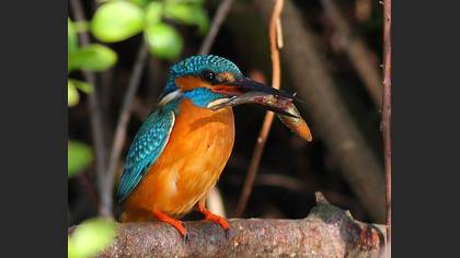 Yalıçapkını » Common Kingfisher » Alcedo atthis
