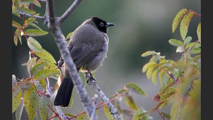 Arapbülbülü » White-spectacled Bulbul » Pycnonotus xanthopygos