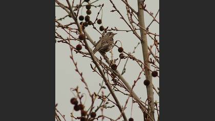 Ökse ardıcı » Mistle Thrush » Turdus viscivorus
