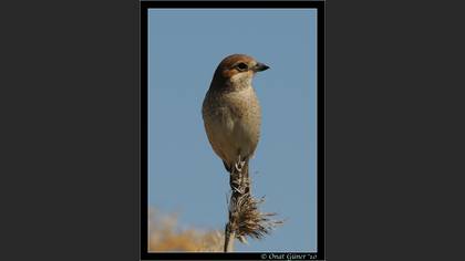 Kızılsırtlı örümcekkuşu » Red-backed Shrike » Lanius collurio