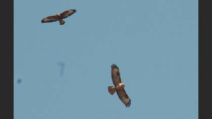 Şahin » Common Buzzard » Buteo buteo