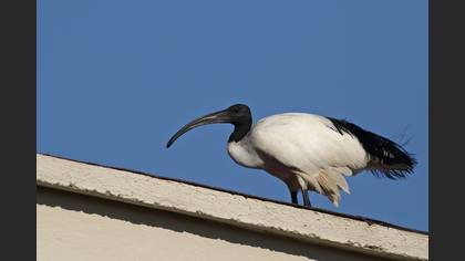 Kutsal aynak » African Sacred Ibis » Threskiornis aethiopicus