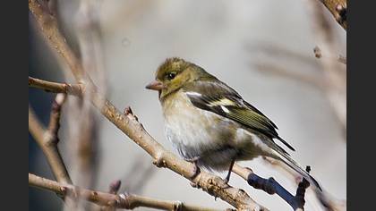 İspinoz » Common Chaffinch » Fringilla coelebs