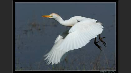 Sığır balıkçılı » Western Cattle Egret » Ardea ibis