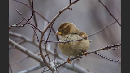 Serçe » House Sparrow » Passer domesticus