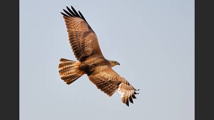 Kızıl şahin » Long-legged Buzzard » Buteo rufinus
