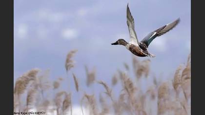 Kaşıkgaga » Northern Shoveler » Spatula clypeata