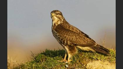 Şahin