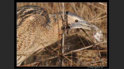 Balaban » Eurasian Bittern » Botaurus stellaris