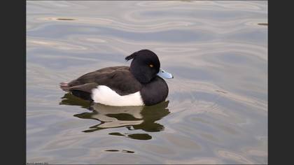 Tepeli patka