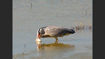 Gri balıkçıl » Grey Heron » Ardea cinerea