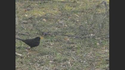 Karatavuk