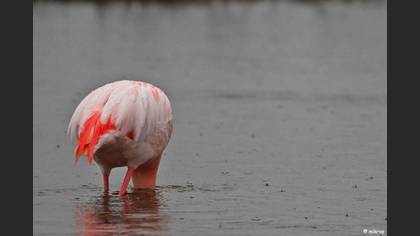 Flamingo » Greater Flamingo » Phoenicopterus roseus