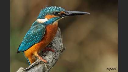 Yalıçapkını