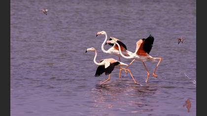 Flamingo » Greater Flamingo » Phoenicopterus roseus