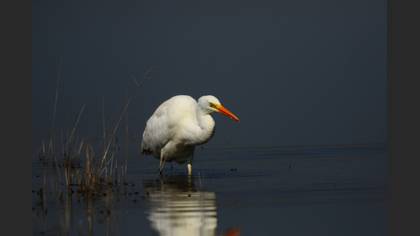 Büyük ak balıkçıl » Great Egret » Ardea alba