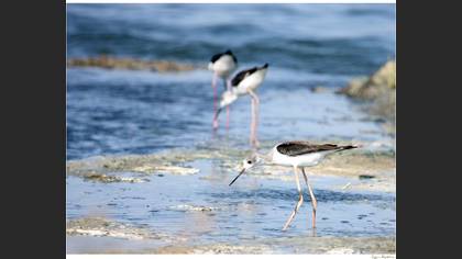 Uzunbacak » Black-winged Stilt » Himantopus himantopus