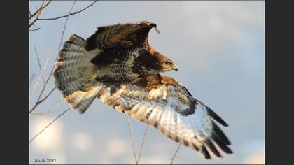 Şahin » Common Buzzard » Buteo buteo