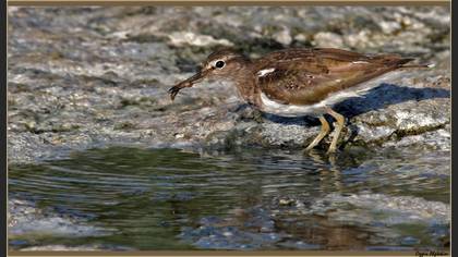 Dere düdükçünü » Common Sandpiper » Actitis hypoleucos