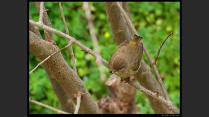 Çıvgın » Common Chiffchaff » Phylloscopus collybita
