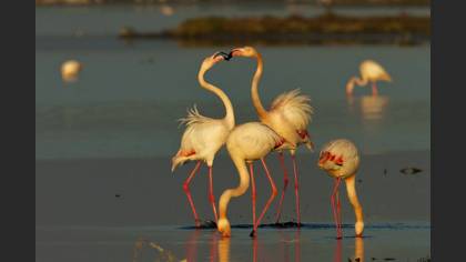 Flamingo