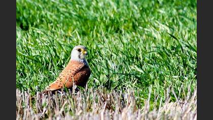 Kerkenez » Common Kestrel » Falco tinnunculus