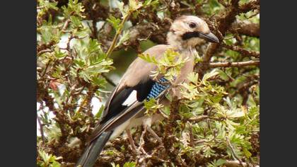 Alakarga » Eurasian Jay » Garrulus glandarius