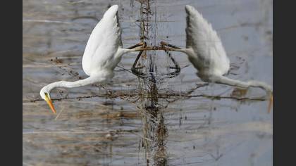 Büyük ak balıkçıl » Great Egret » Ardea alba