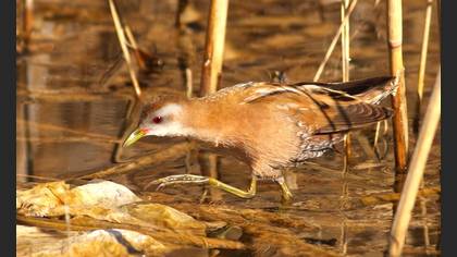 Bataklık suyelvesi