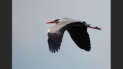 Gri balıkçıl » Grey Heron » Ardea cinerea