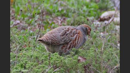 Çilkeklik » Grey Partridge » Perdix perdix