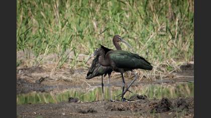 Çeltikçi » Glossy Ibis » Plegadis falcinellus