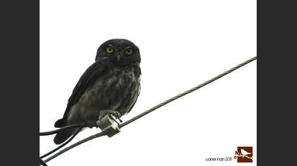 Kukumav » Little Owl » Athene noctua