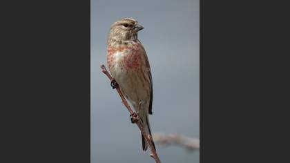 Ketenkuşu » Common Linnet » Linaria cannabina