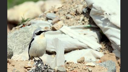 Kuyrukkakan » Northern Wheatear » Oenanthe oenanthe