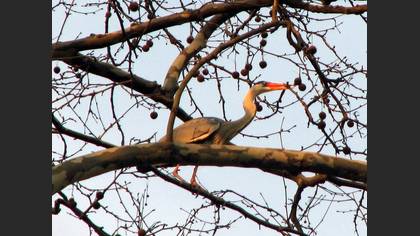 Gri balıkçıl » Grey Heron » Ardea cinerea