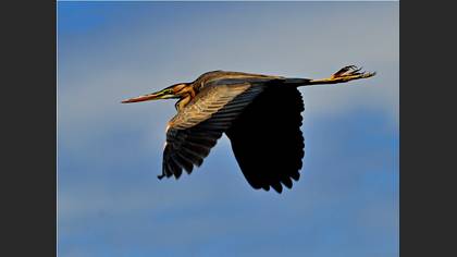 Erguvani balıkçıl » Purple Heron » Ardea purpurea