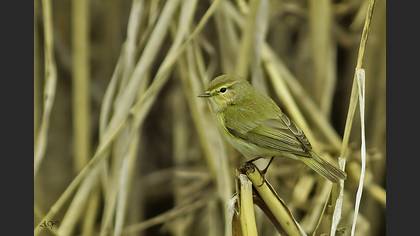 Çıvgın » Common Chiffchaff » Phylloscopus collybita