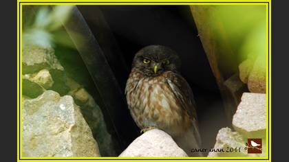 Kukumav » Little Owl » Athene noctua