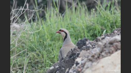 Kınalı keklik » Chukar Partridge » Alectoris chukar