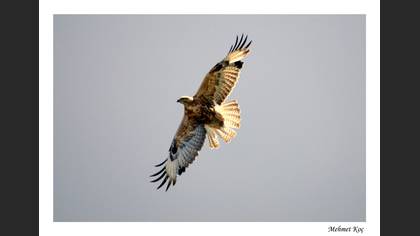 Kızıl şahin » Long-legged Buzzard » Buteo rufinus