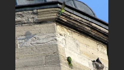 İskender papağanı » Alexandrine Parakeet » Psittacula eupatria