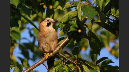 Alakarga » Eurasian Jay » Garrulus glandarius