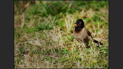 Arapbülbülü » White-spectacled Bulbul » Pycnonotus xanthopygos