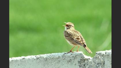 Tepeli toygar » Crested Lark » Galerida cristata