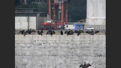 Karabatak » Great Cormorant » Phalacrocorax carbo