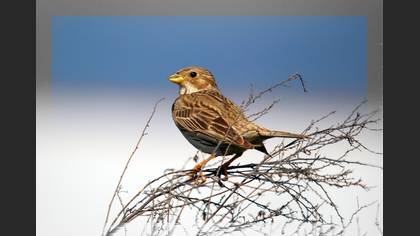 Tarla kirazkuşu » Corn Bunting » Emberiza calandra